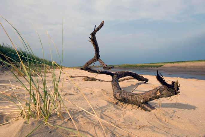 Drift wood on a Lincolnshire beach