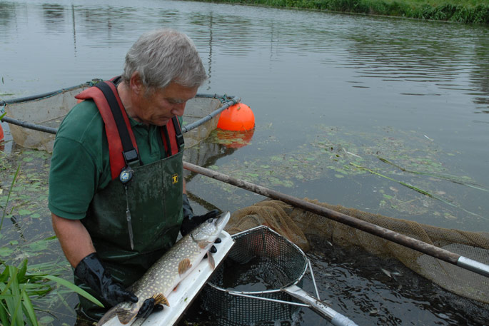 Measuring a Pike fish in the waterways of the Fens, Lincolnshire