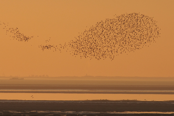 A flock of Knots over The Wash