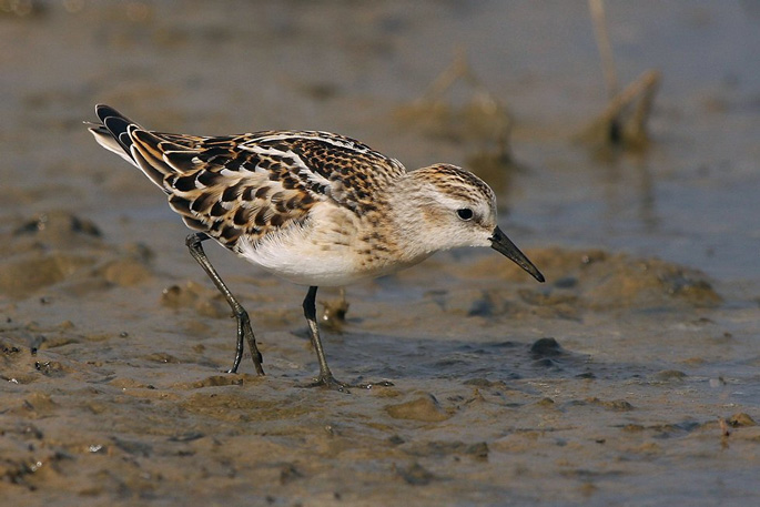 Little Stint - RSPB Freiston Shore