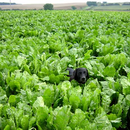 Black Labrador exploring a field of sugar beet in Lincolnshire Black Labrador exploring a field of sugar beet in Lincolnshire