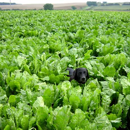 Black Labrador exploring a field of sugar beet in Lincolnshire